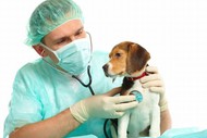 Ветеринар для собак в Красногорске