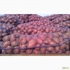 Картофель  урожай 2016 сорт Ред Скарлет оптом 