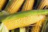 Гибриды семена кукурузы П7709, П8400, ПР37Н01, ПР39Д81, ПР39Ф58, ПР39Х32 