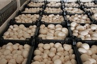 Продаем грибы оптом . грибы оптом Краснодарский край