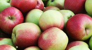 Яблоко оптом Лигол (1/2 сорт), упаковка – коробка или сетка из Белоруссии
