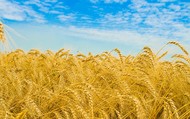 Семена пшеницы озимой  : Донская Лира, Магия, Миссия, Дон Стар, Губернатор Дона