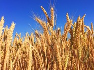 Пшеница 4 Класс