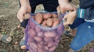 Картофель оптом продовольственный от производителя 7,руб/кг