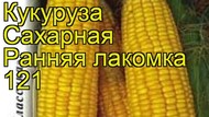 Продаем семена кукурузы Лакомка 121 
