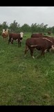 Коровы молодые герефорд на разведение