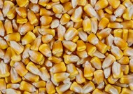 Кукуруза оптом в Севастополе
