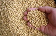 Soybeans FOB Novorossiysk Russia