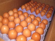 Яйцо оптом от производителя без посредников со склада 