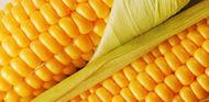 Семена кукурузы Монсанто(Monsanto), США