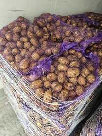 Картофель оптом