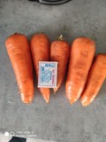 Морковь оптовая продажа