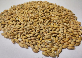 Barley grain CIF Mersin Turkey