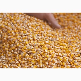 Кукуруза из Казахстана (экспорт в страны Азии и ЕС)