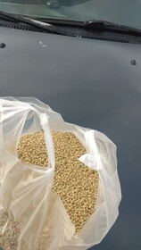 Чечевица зелёная из Казахстана (на экспорт)