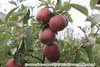 Яблоки оптом от производителя в Ставрополе