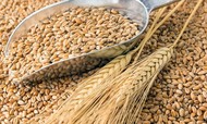 Пшеница, Поставка зерновых культур авто-жд внутренний рынок, экспорт