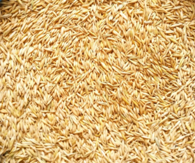 Oats FOB Black sea