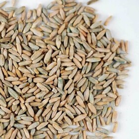 Rye grain FOB Black sea