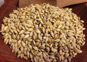 Feed barley FOB Saint-Petersburg