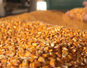 Maize Russia