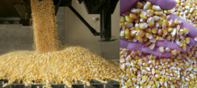Corn FOB Russia