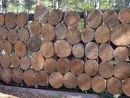 Деревянные спилы продаем в Москве