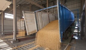Пшеница поставки на мукомольные предприятия России