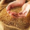 Пшеница, ячмень, кукуруза, жмых подсолнечный, отруби пшеничные