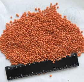 Red lentil FOB Novo