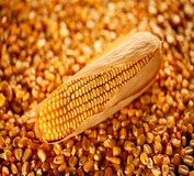 Реализуем оптовую закупку кукурузы