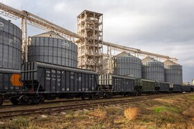 Wheat grain export
