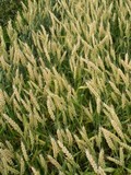 Семена озимой  пшеницы ЭС/РС1/РС2