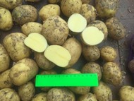 Картофель оптом, коломбо 5+, урожай 2022