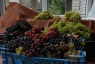 Саженцы винограда столовых и универсальных сортов , Татарстане