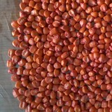 Продаем семена кукурузы Краснодарский 291 АМВ,194 МВ,377 АМВ,385 МВ,415 МВ,425 МВ,455 МВ,507 АМВ