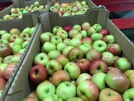 Яблоки продаем оптом во Владимире