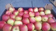 Яблоки сорт Айдаред оптом в Краснодаре.
