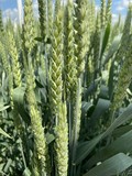 Семена озимой пшеницы сорт Гомер ЭС