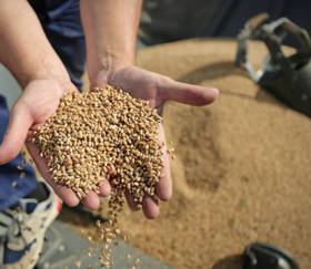 Milling wheat CIF Ethiopia