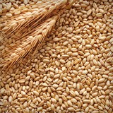 Производителям и трейдерам предлагаем продать нам пшеницу класса фураж