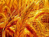 Пшеница 5 класса фураж, оптовая продажа