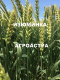 Продаю семена озимой пшеницы сорт Изюминка ЭС