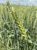 Семена озимой пшеницы сорт Еланчик ЭС