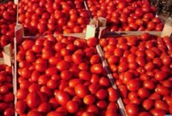 Продаем помидор Новичок в любых объёмах