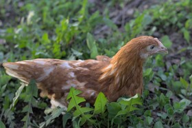 Куры несушки молодки