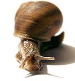 Snail-active, 5 мл