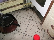 Уничтожение насекомых в Краснодаре