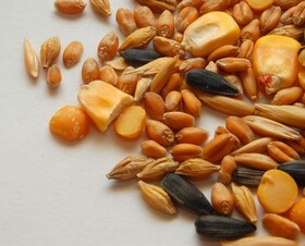 Продаем пшеницу, ячмень, кукурузу, горох, семечку и овес.