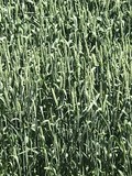 Семена озимой мягкой пшеницы Капризуля ЭС/РС1